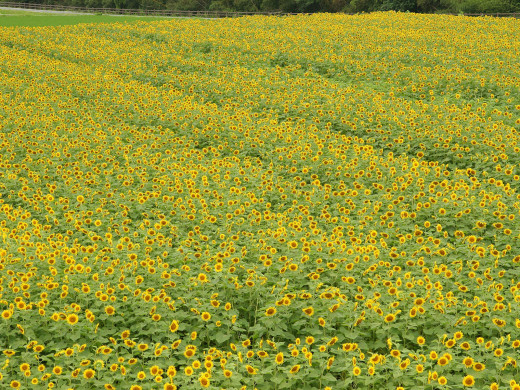 589355 (a): :1600x1200